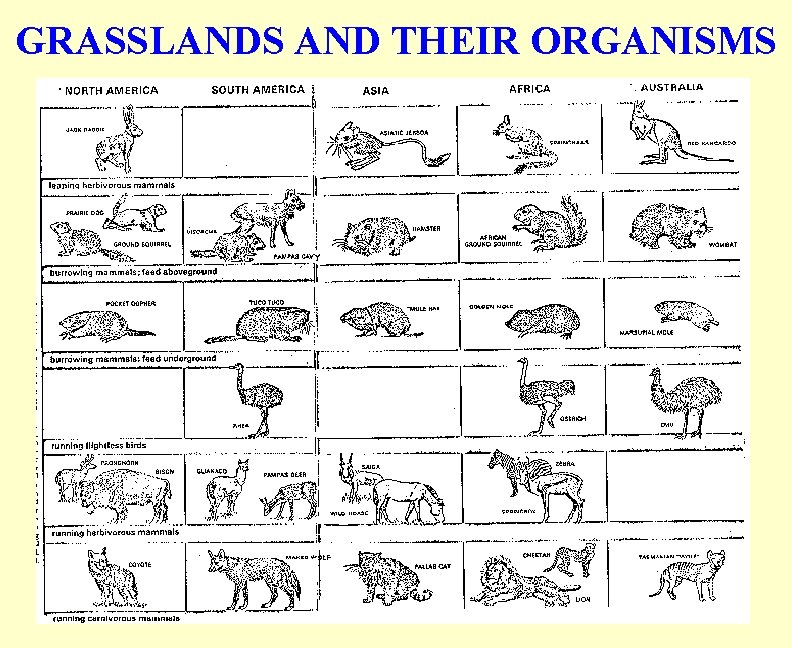 GRASSLANDS AND THEIR ORGANISMS 