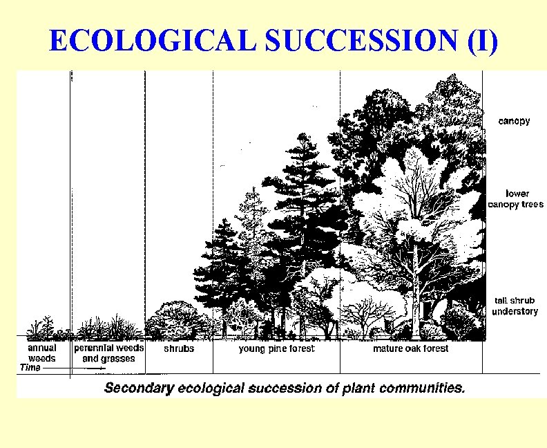 ECOLOGICAL SUCCESSION (I) 