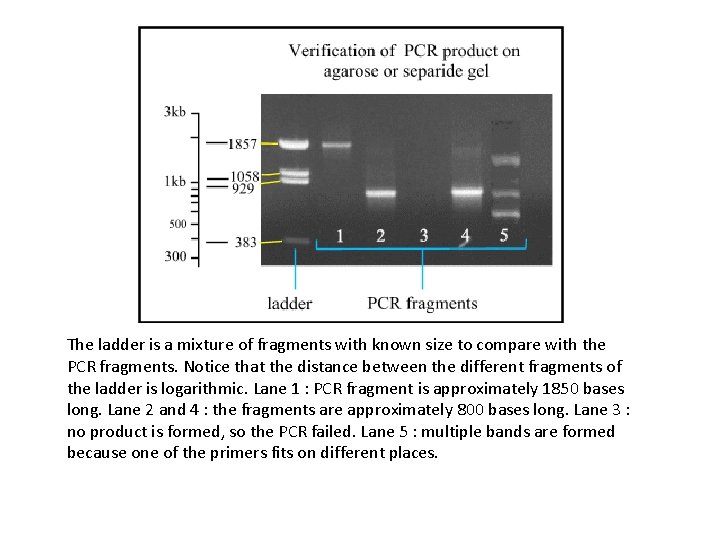 The ladder is a mixture of fragments with known size to compare with the