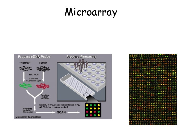 Microarray 