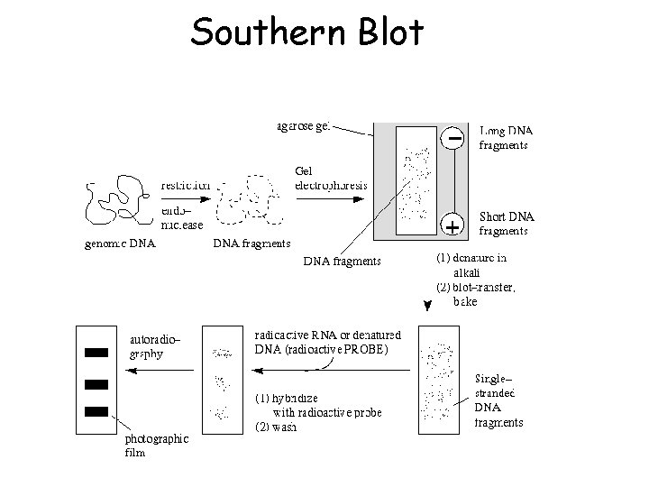 Southern Blot 