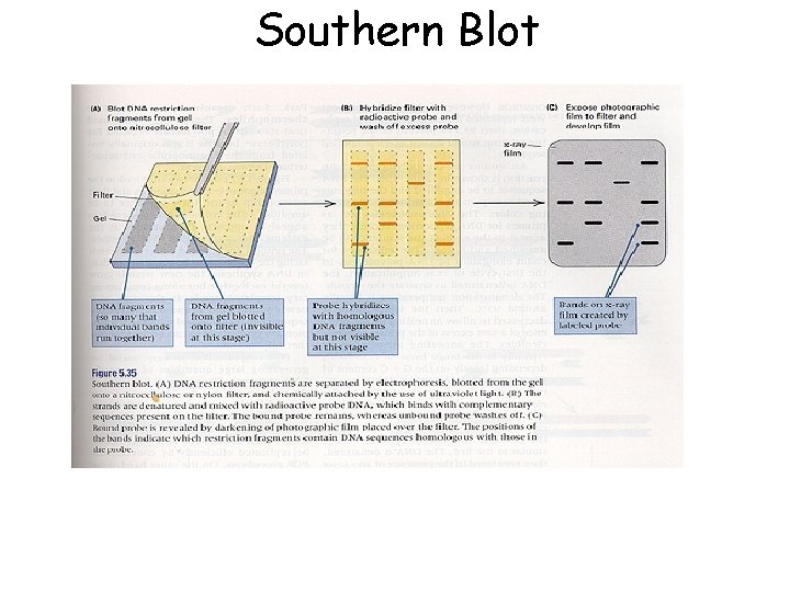 Southern Blot 