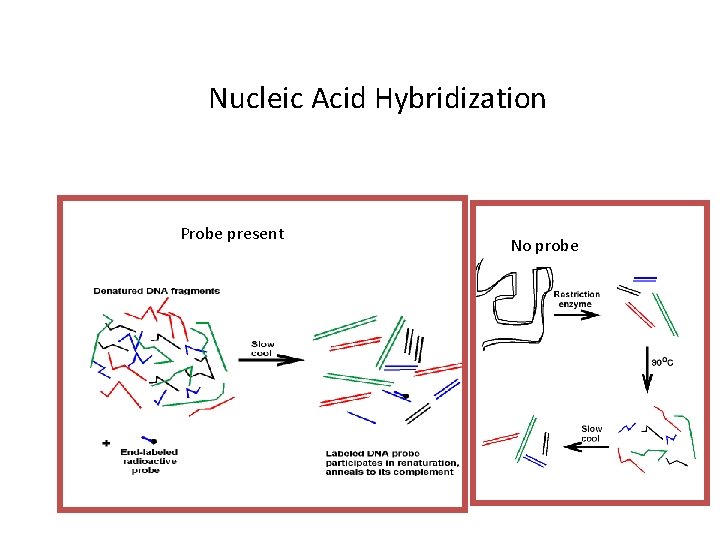 Nucleic Acid Hybridization Probe present No probe 