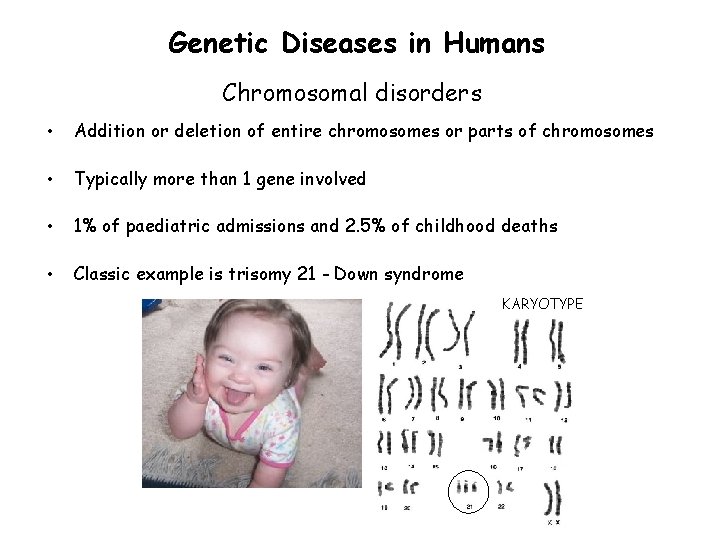 Genetic Diseases in Humans Chromosomal disorders • Addition or deletion of entire chromosomes or