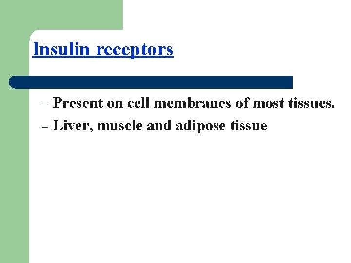 Insulin receptors – – Present on cell membranes of most tissues. Liver, muscle and