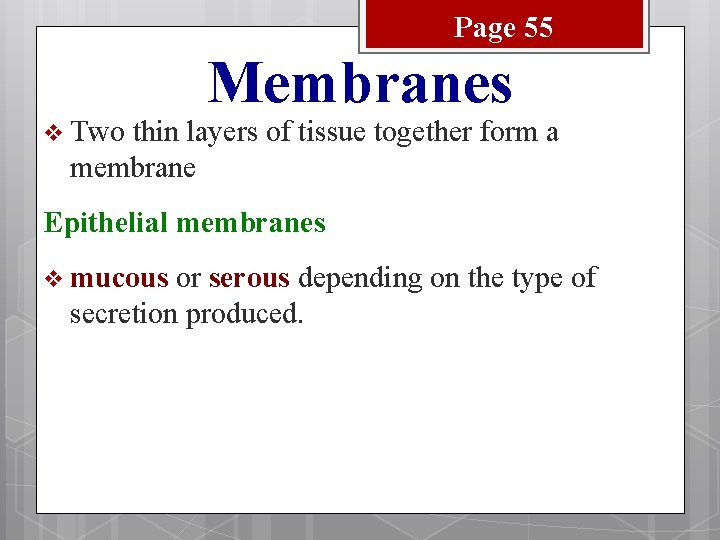 Page 55 v Two Membranes thin layers of tissue together form a membrane Epithelial