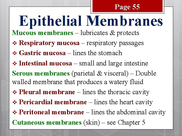 Page 55 Epithelial Membranes Mucous membranes – lubricates & protects v Respiratory mucosa –