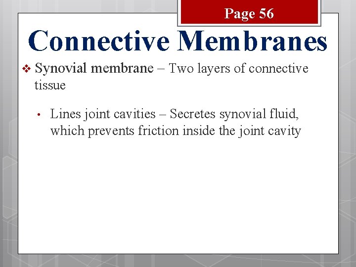 Page 56 Connective Membranes v Synovial membrane – Two layers of connective tissue •