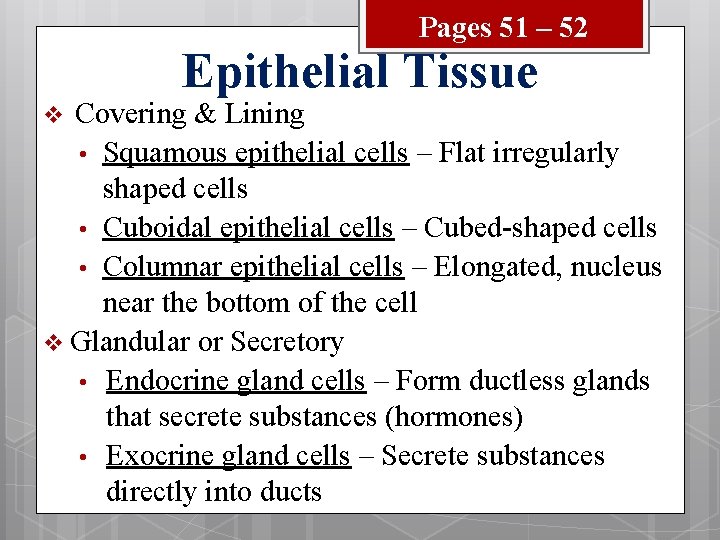 Pages 51 – 52 Epithelial Tissue Covering & Lining • Squamous epithelial cells –