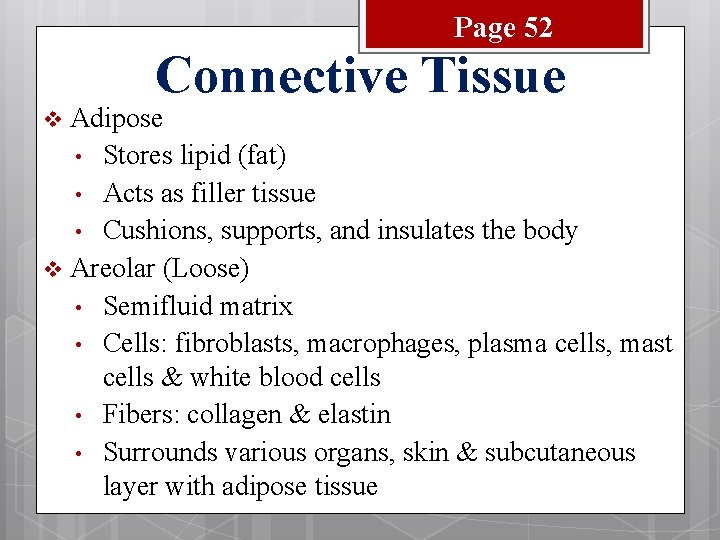 Page 52 Connective Tissue Adipose • Stores lipid (fat) • Acts as filler tissue