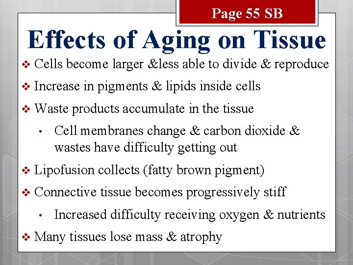 Page 55 SB Effects of Aging on Tissue v Cells become larger &less able
