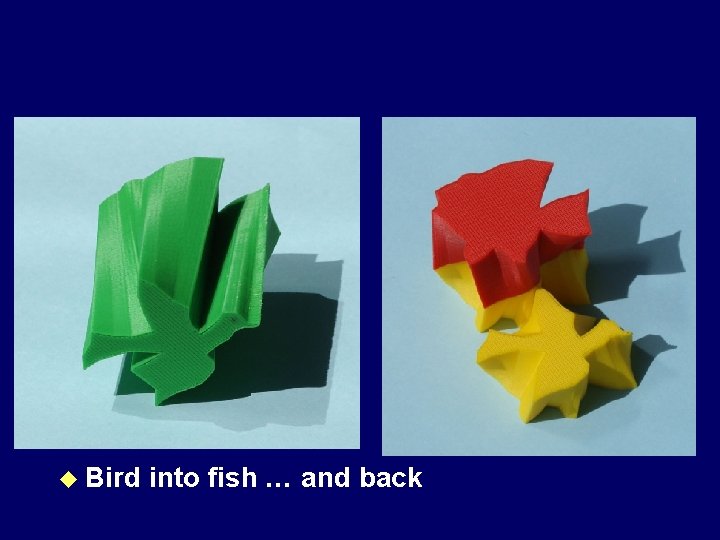 u Bird into fish … and back 