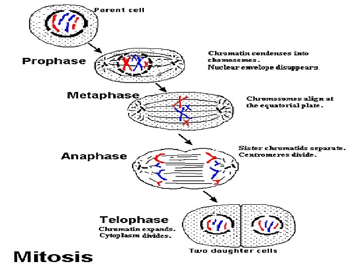Mitosis Activity: Please draw on a separate sheet of paper Mitosis. On the back