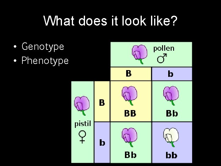 What does it look like? • Genotype • Phenotype 