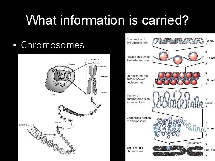 What information is carried? • Chromosomes 