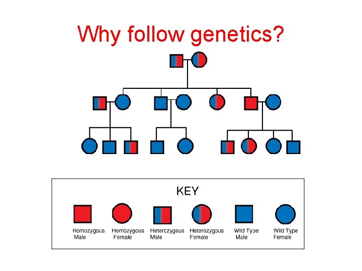 Why follow genetics? • Pedigree 