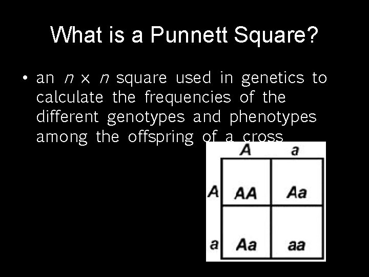 What is a Punnett Square? • an n × n square used in genetics