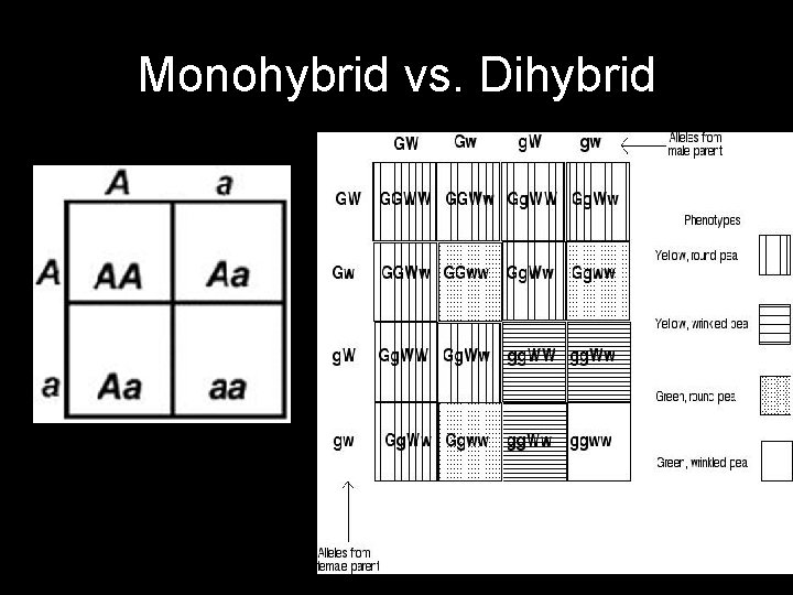 Monohybrid vs. Dihybrid 