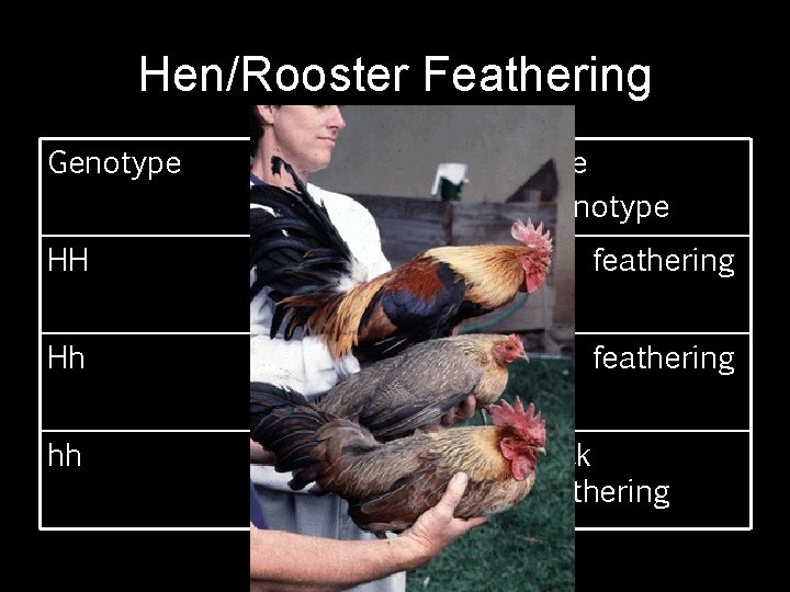 Hen/Rooster Feathering Genotype Female Phenotype Male Phenotype HH Hen feathering Hh Hen feathering hh