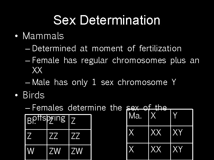 Sex Determination • Mammals – Determined at moment of fertilization – Female has regular