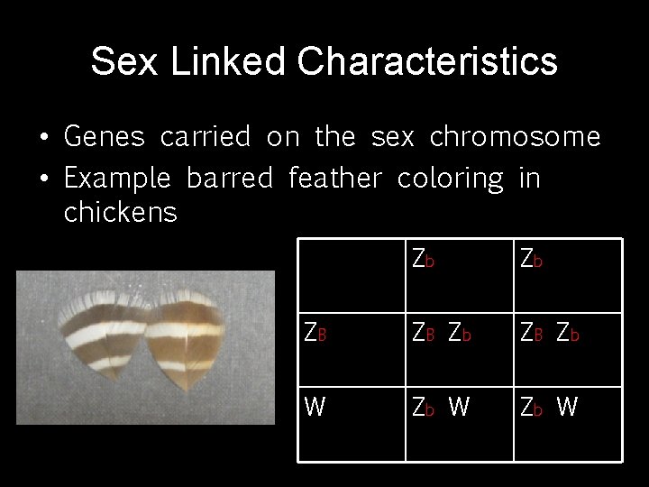 Sex Linked Characteristics • Genes carried on the sex chromosome • Example barred feather