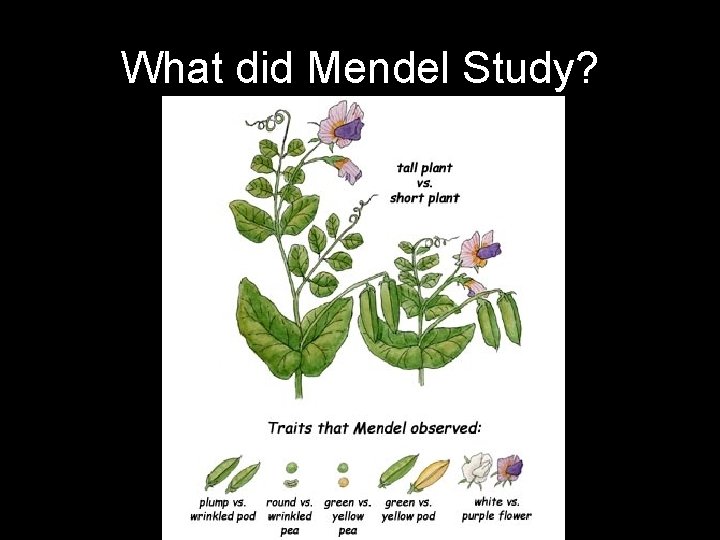 What did Mendel Study? 