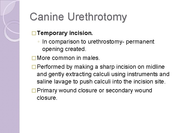 Canine Urethrotomy � Temporary incision. ◦ In comparison to urethrostomy- permanent opening created. �