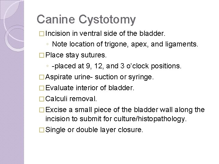 Canine Cystotomy � Incision in ventral side of the bladder. ◦ Note location of