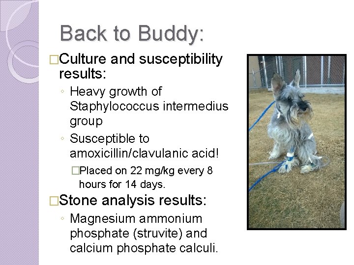 Back to Buddy: �Culture results: and susceptibility ◦ Heavy growth of Staphylococcus intermedius group