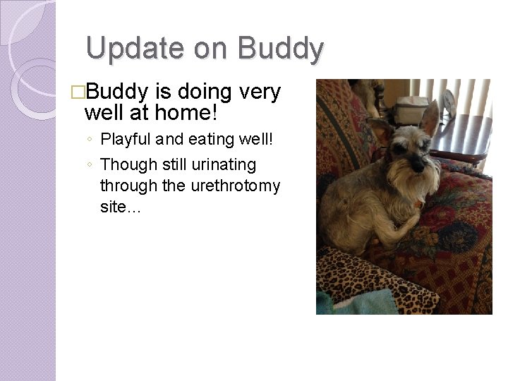 Update on Buddy �Buddy is doing very well at home! ◦ Playful and eating