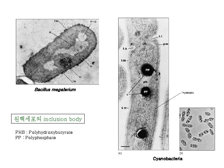 Bacillus megaterium 원핵세포의 inclusion body PHB : Polyhydroxybutyrate PP : Polyphosphate Cyanobacteria 