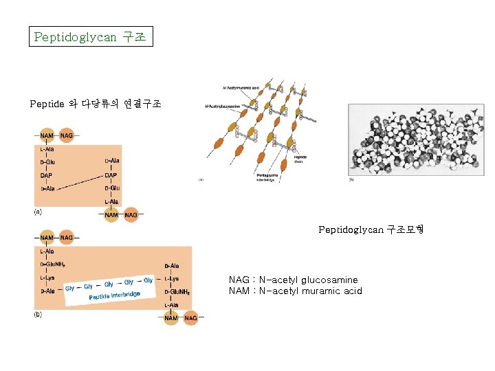 Peptidoglycan 구조 Peptide 와 다당류의 연결구조 Peptidoglycan 구조모형 NAG : N-acetyl glucosamine NAM :