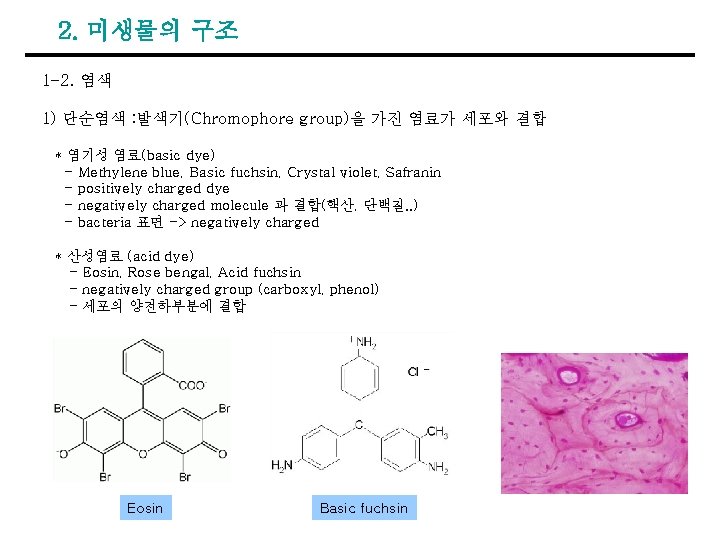 2. 미생물의 구조 1 -2. 염색 1) 단순염색 : 발색기(Chromophore group)을 가진 염료가 세포와