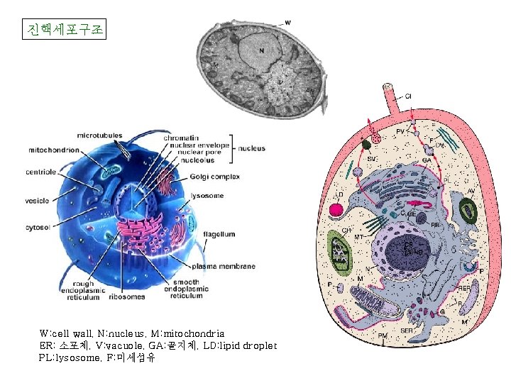진핵세포구조 W: cell wall, N: nucleus, M: mitochondria ER: 소포체, V: vacuole, GA: 골지체,