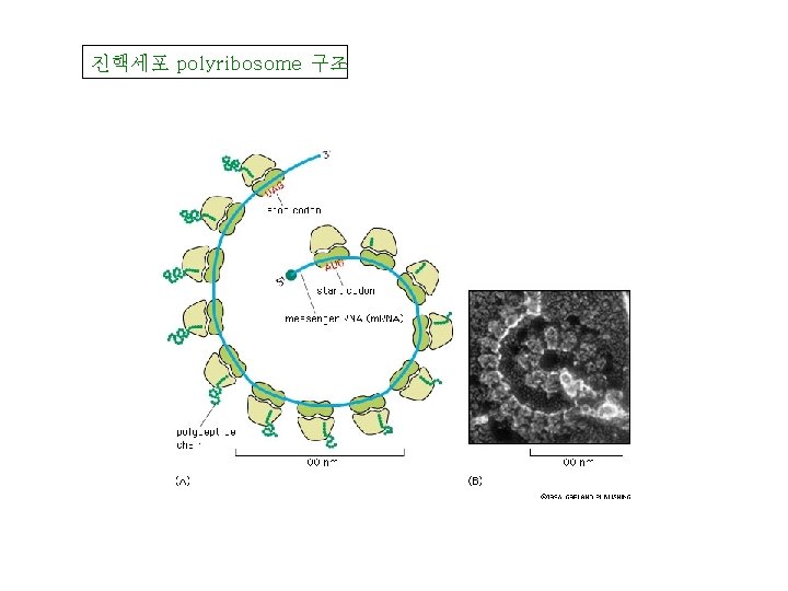 진핵세포 polyribosome 구조 