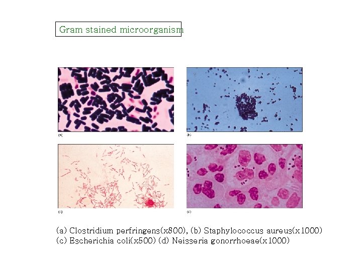 Gram stained microorganism (a) Clostridium perfringens(x 800), (b) Staphylococcus aureus(x 1000) (c) Escherichia coli(x