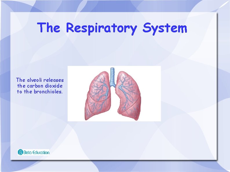 The Respiratory System The alveoli releases the carbon dioxide to the bronchioles. 