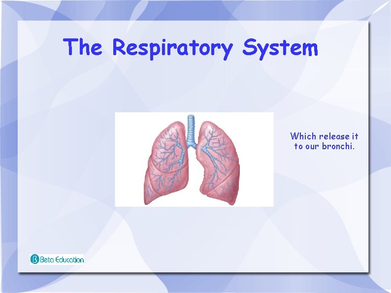 The Respiratory System Which release it to our bronchi. 