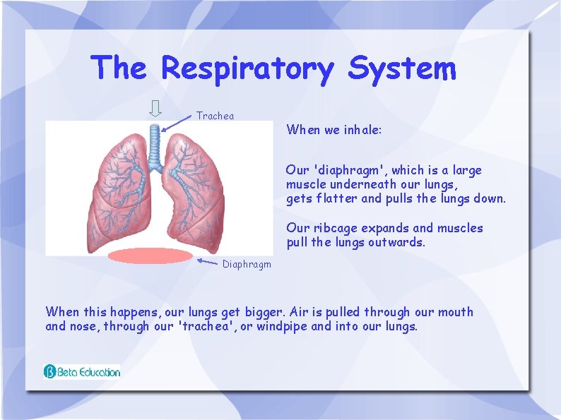 The Respiratory System Trachea When we inhale: Our 'diaphragm', which is a large muscle