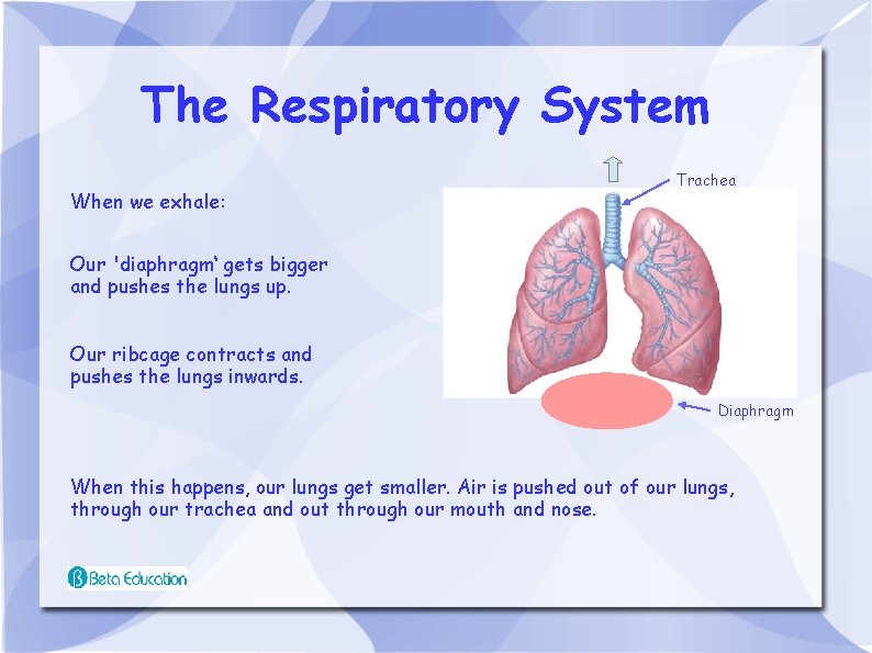 The Respiratory System When we exhale: Trachea Our 'diaphragm‘ gets bigger and pushes the