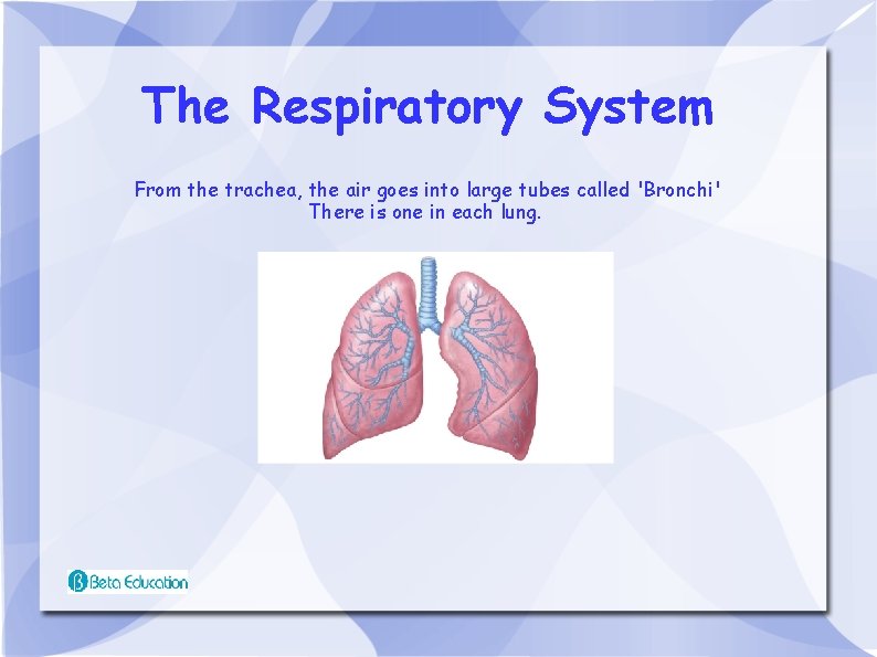 The Respiratory System From the trachea, the air goes into large tubes called 'Bronchi'