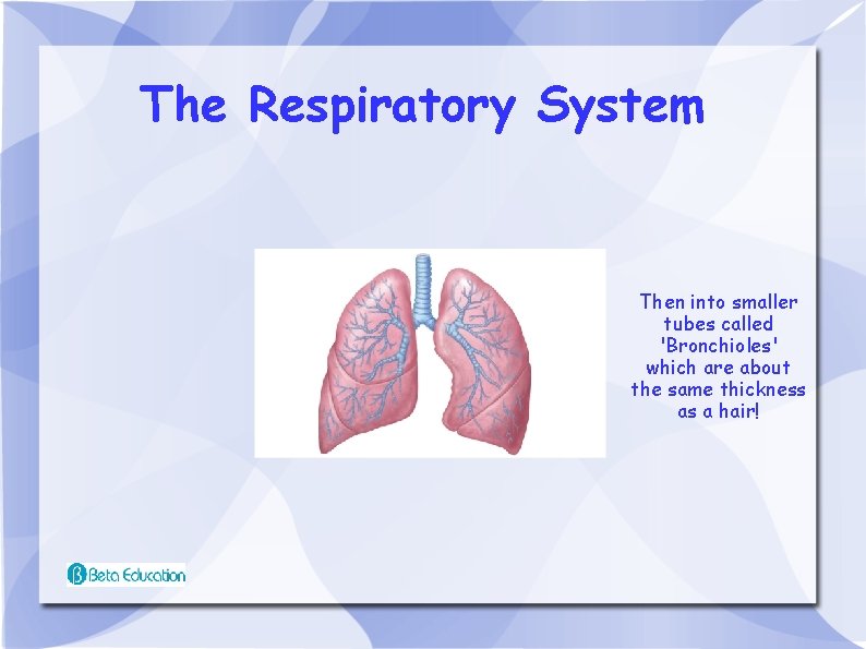 The Respiratory System Then into smaller tubes called 'Bronchioles' which are about the same