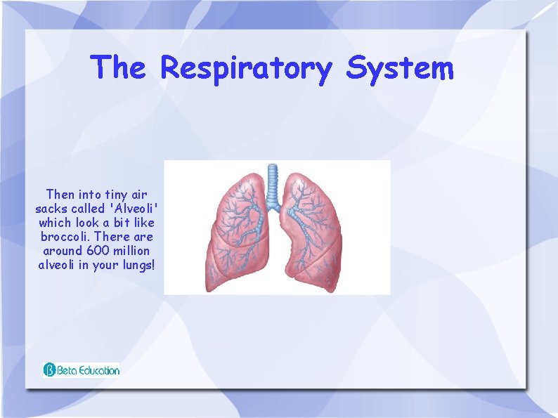 The Respiratory System Then into tiny air sacks called 'Alveoli' which look a bit