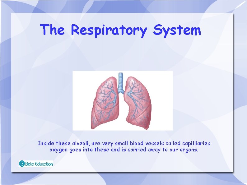 The Respiratory System Inside these alveoli, are very small blood vessels called capilliaries oxygen