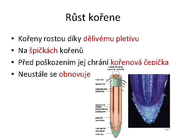 Růst kořene • • Kořeny rostou díky dělivému pletivu Na špičkách kořenů Před poškozením