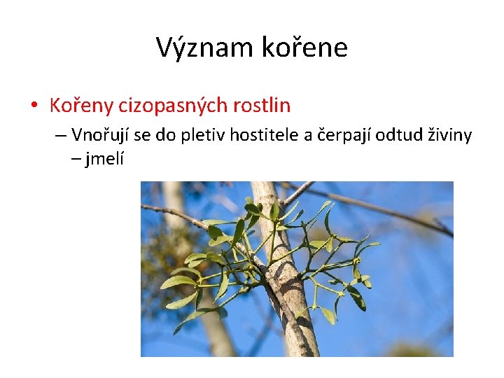 Význam kořene • Kořeny cizopasných rostlin – Vnořují se do pletiv hostitele a čerpají