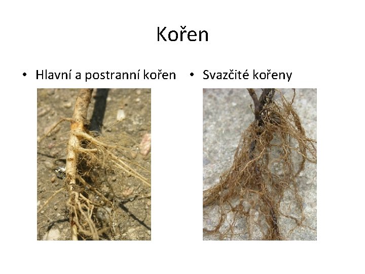 Kořen • Hlavní a postranní kořen • Svazčité kořeny 