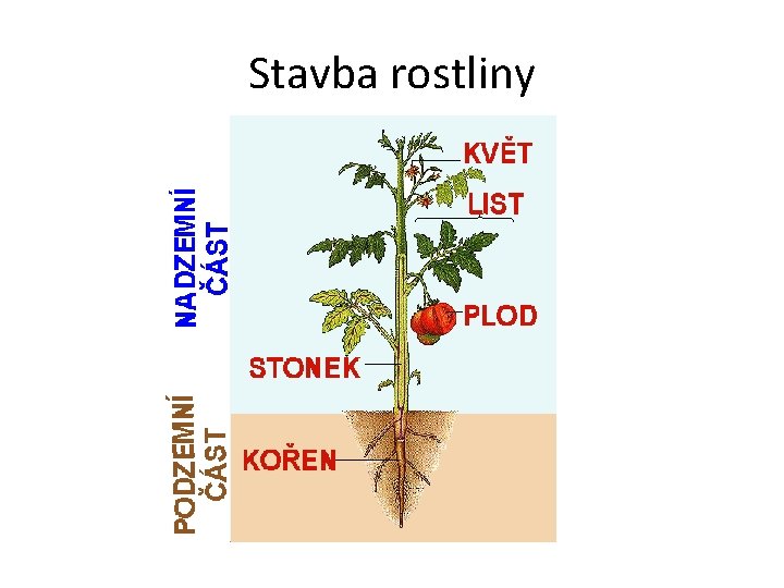 Stavba rostliny 