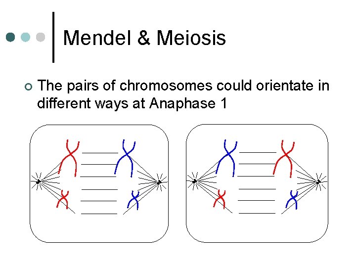 Mendel & Meiosis ¢ The pairs of chromosomes could orientate in different ways at