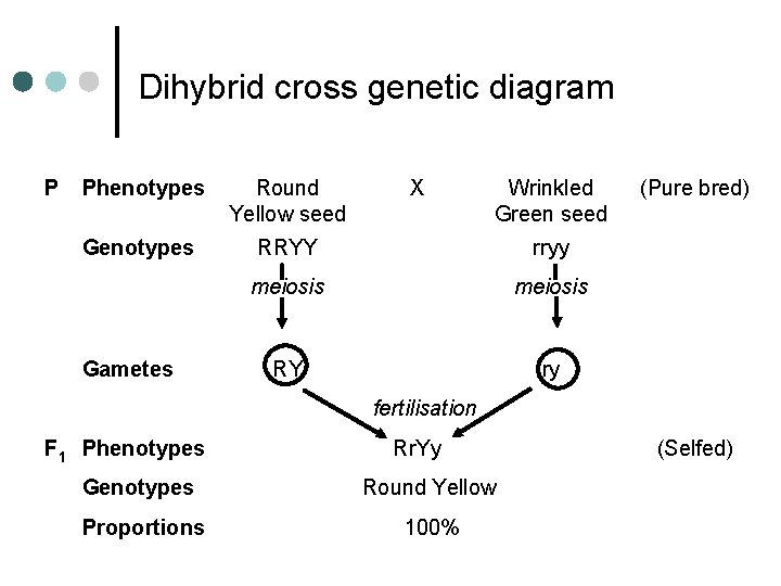 Dihybrid cross genetic diagram P Phenotypes Round Yellow seed Genotypes RRYY rryy meiosis RY